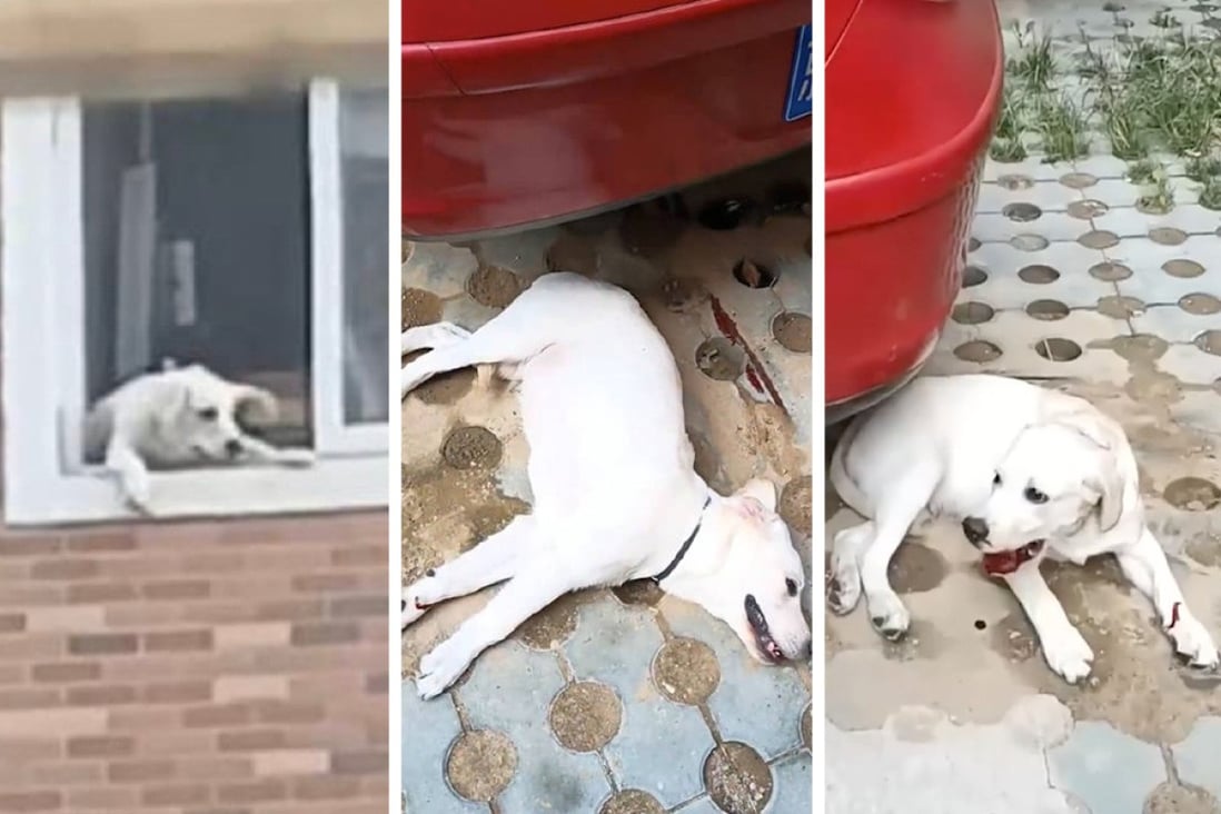 Vicious, you do not deserve to be human': couple in China throw dog out fourth-floor window during argument | South China Morning Post Vicious, you do not deserve to be human': couple in China throw dog out fourth-floor window during argument | South China Morning Post