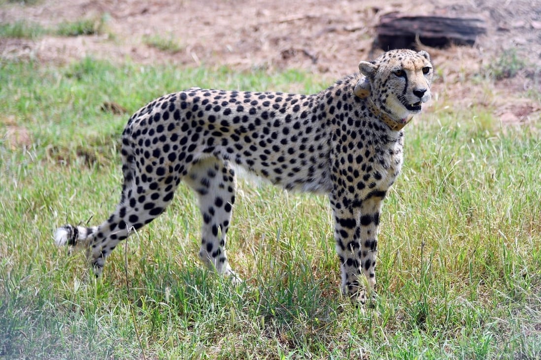 A Namibian cheetah inside India’s Kuno National Park on Saturday. Photo:  India’s Press Information Bureau/Reuters