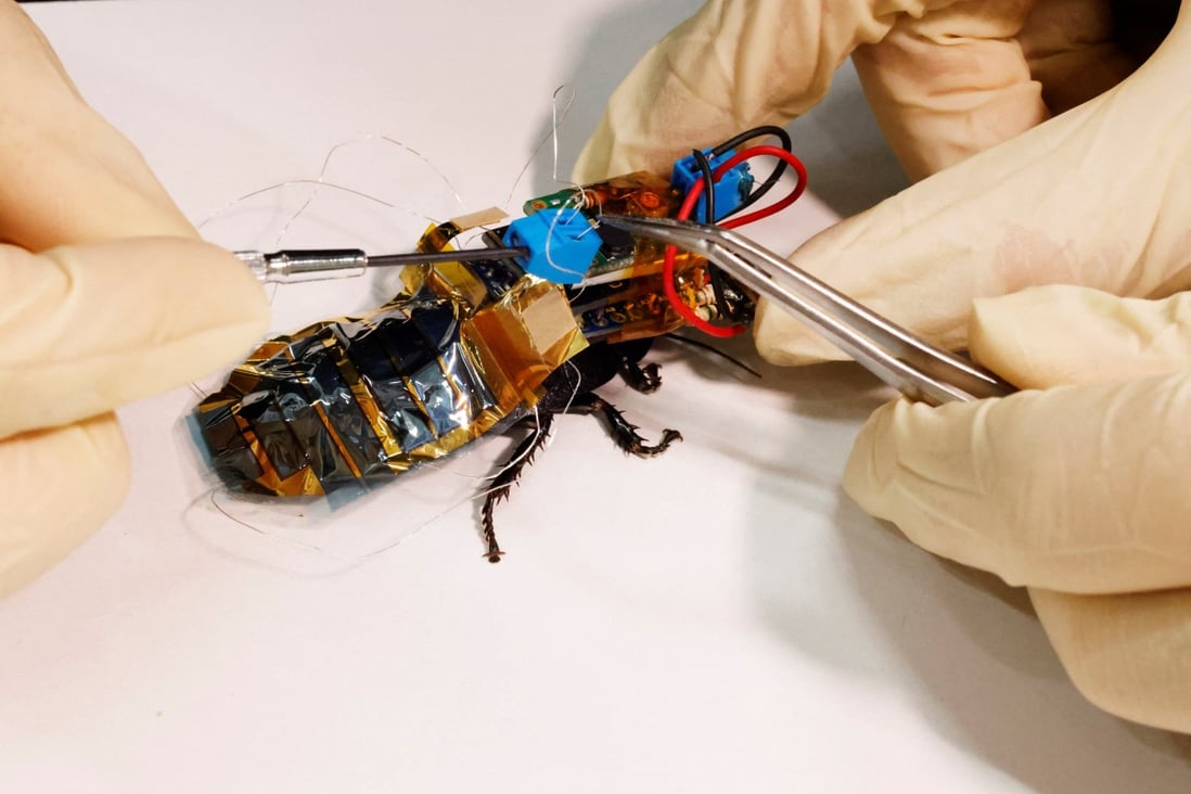 A researcher connects a solar cell to a “backpack” of electronics mounted on a Madagascar hissing cockroach in a lab in Wako, Saitama Prefecture, Japan on September 16. Photo: Reuters