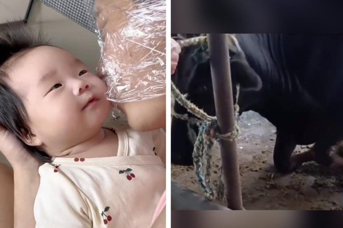A dad wraps head with cling film to kiss his baby (left) and a kneeling cow spared from slaughter (right). Photo: SCMP composite