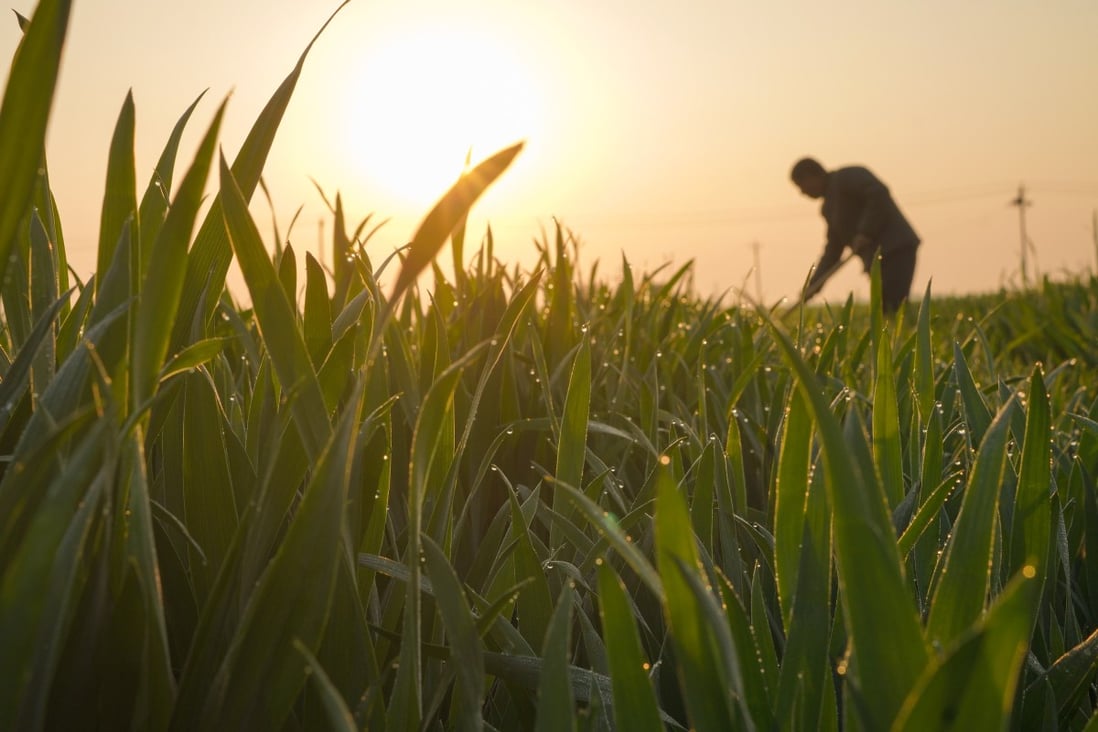 A farmer works in the field in Xingtai, north China’s Hebei Province, April 19, 2022. Photo: Xinhua