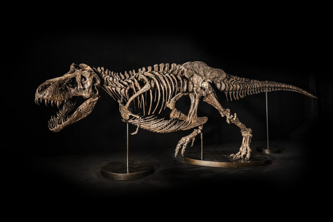 This 12.2-metre-long Tyrannosaurus rex skeleton will be auctioned in Hong Kong in November. Scientists hope the specimen goes to a museum that will keep it available for public viewing and research. Photo: Christie’s