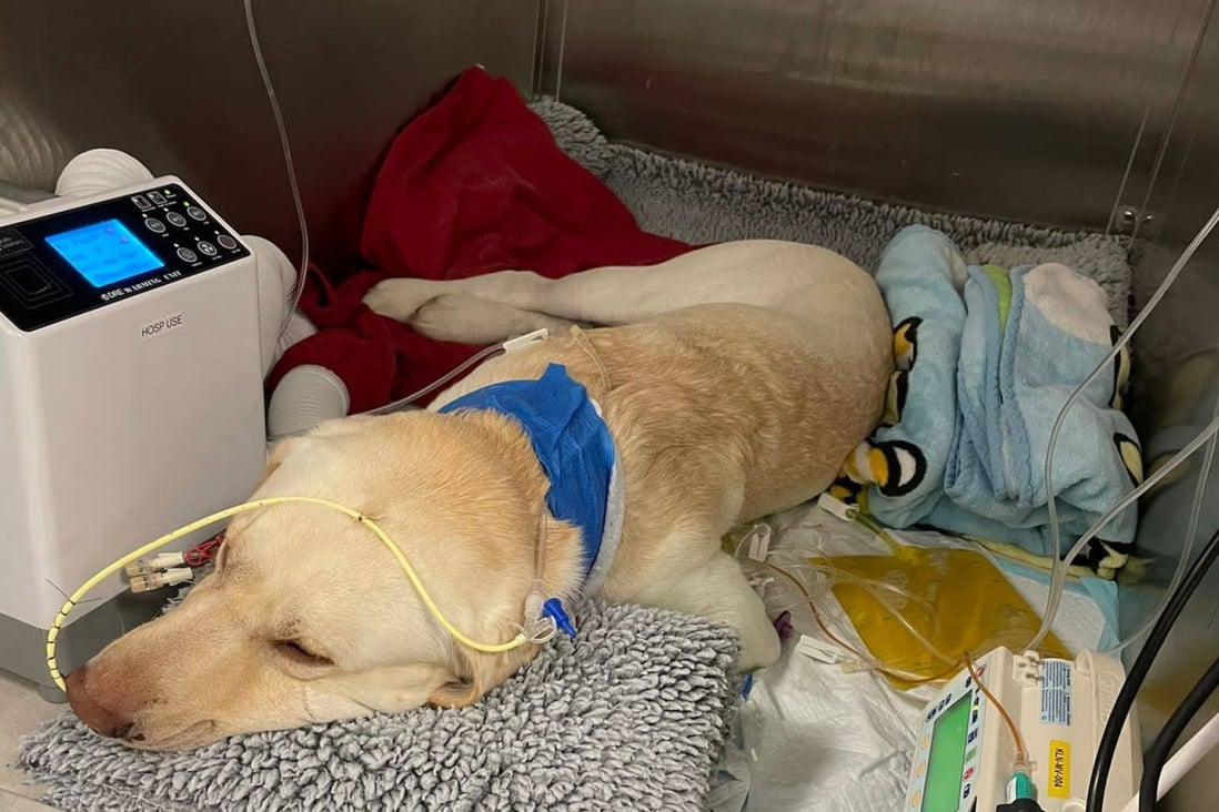 After becoming infected with leptospirosis, Buchi spent nine days in hospital, including two days on kidney dialysis. Photo: courtesy of Tong Jun-wan