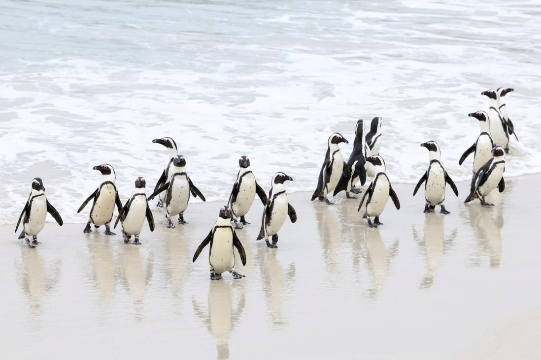 More Penguins Dying From Bird Flu At South Africa s Cape Town Beach 