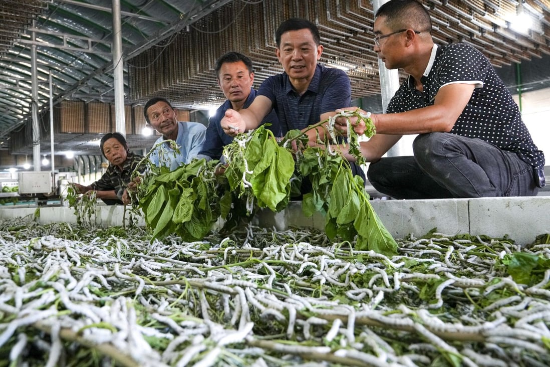 How Chinese scientists are unravelling the secrets of the silkworm