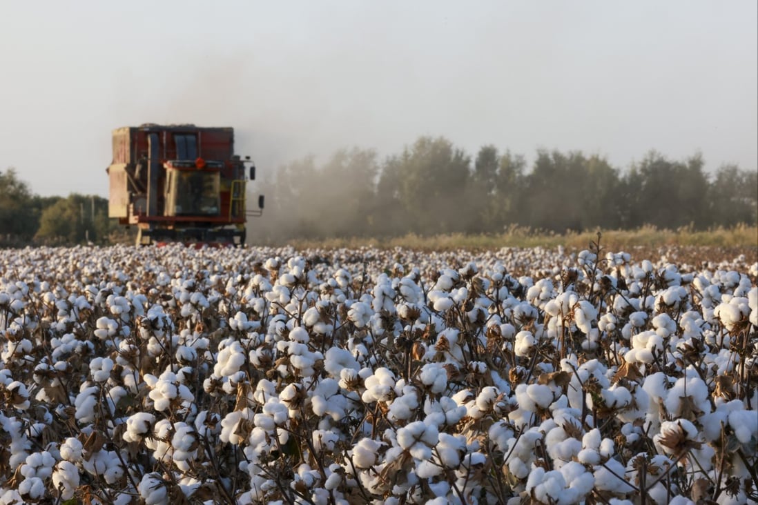 In Xinjiang, cotton-ginning mills are displaying less interest and more prudent attitudes towards buying this year. Photo: Xinhua