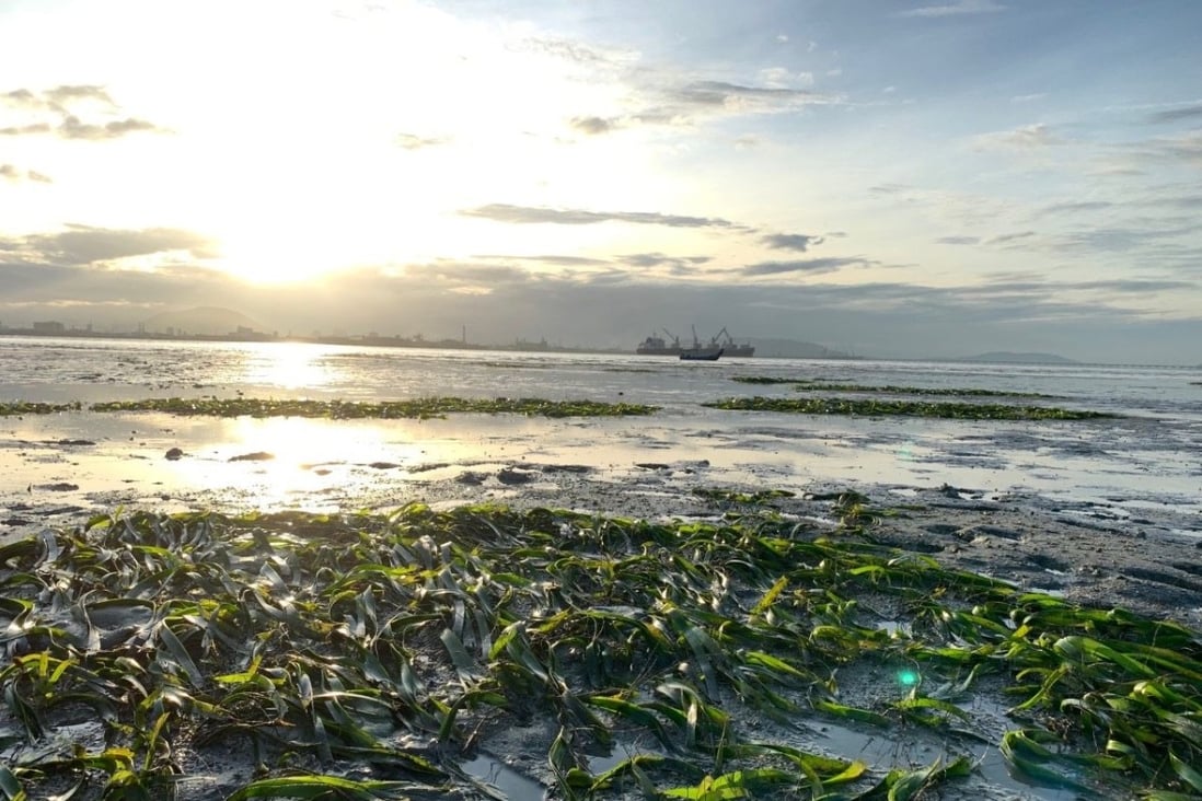 Middle Bank sanctuary, just a few kilometres away from the port of Penang, has been earmarked as an area of study of climate change resilience. Photo: Cemacs