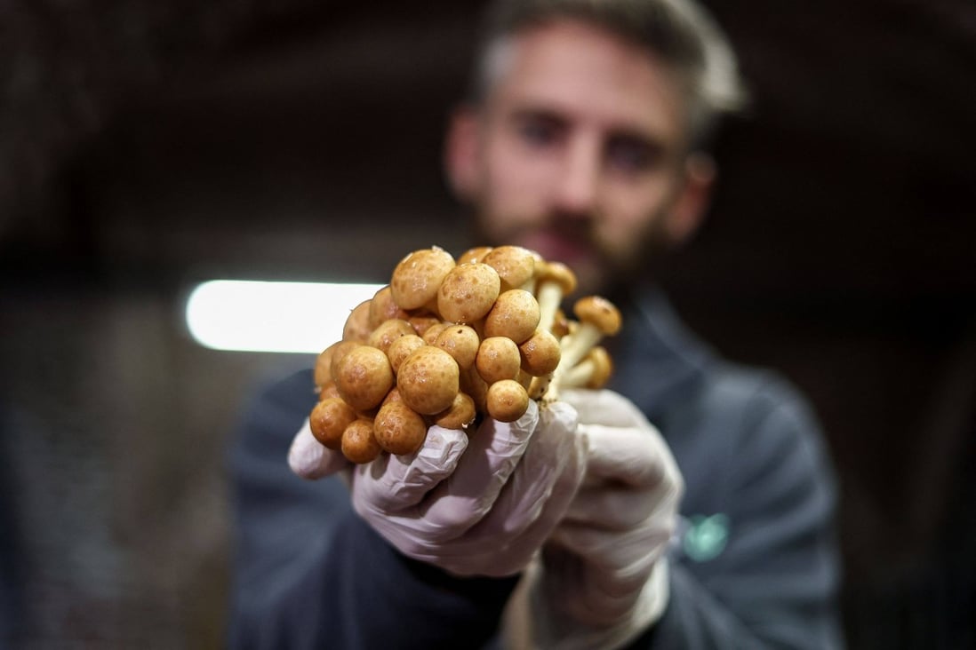 Eclo’s co-founder Quentin Declerck holds mushrooms produced by the company on an urban farm in Brussels. It grows them sustainably using spent grain from breweries and waste bread. Photo: AFP