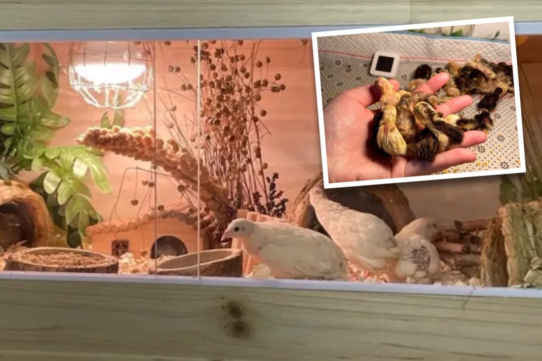 ‘Mini chicken’ quail and partridge hybrid latest pet craze in China