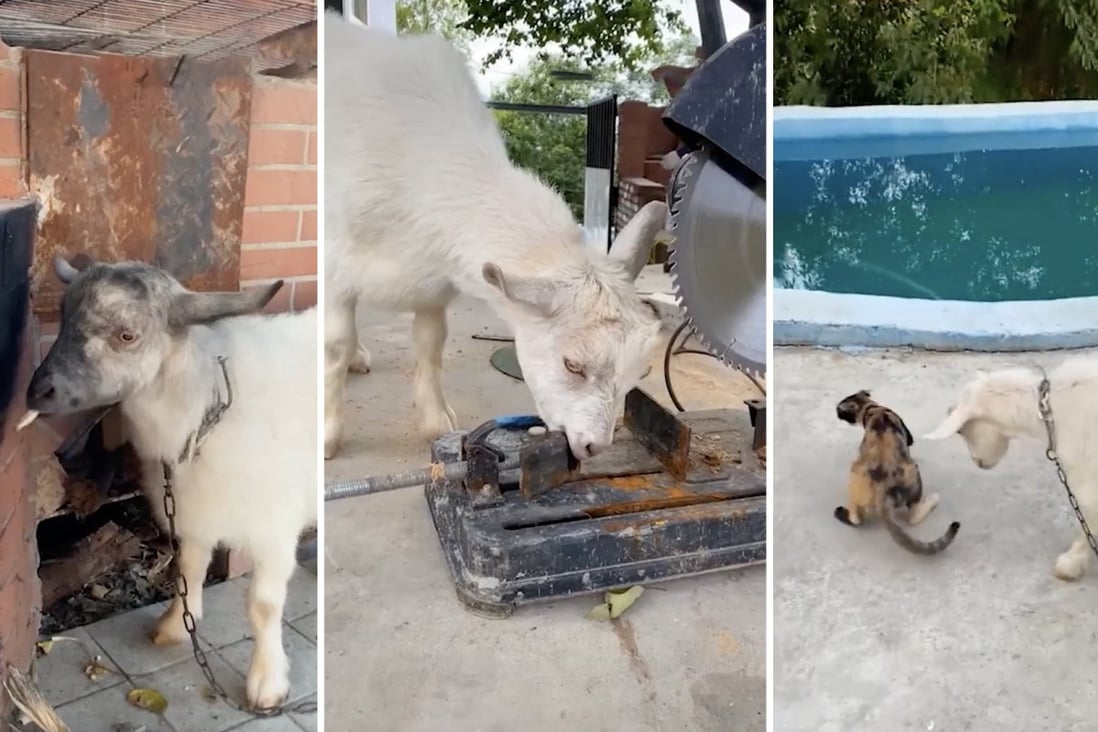 Naughty but adorable' pet goat in China that eats everything - screws, nails  and clothes - becomes internet sensation | South China Morning Post