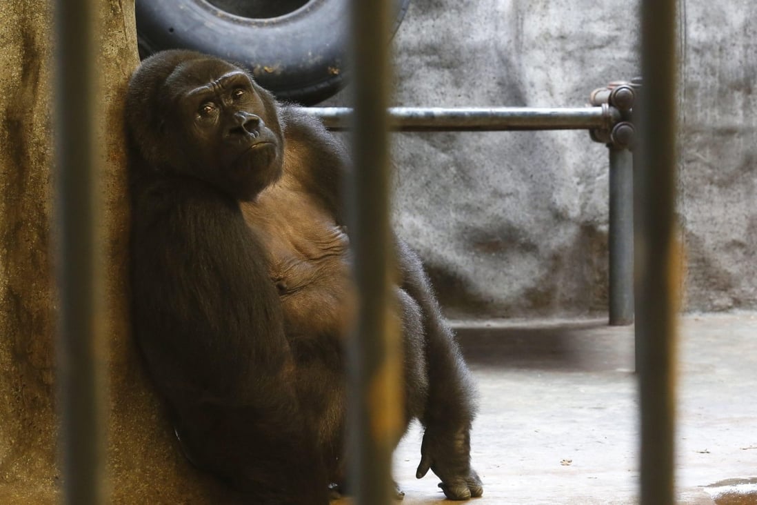 Animal rights activists have long called for the release of Bua Noi (Little Lotus), which has spent more than 30 years in a cage at Pata zoo situated on the seventh floor of a shopping centre in Bangkok. Photo: EPA