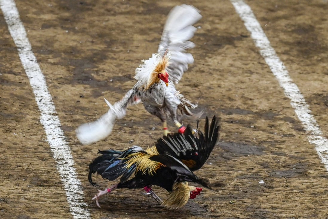 Roosters fight during a cockfighting match at the San Pedro Coliseum in Laguna province. Photo: AFP