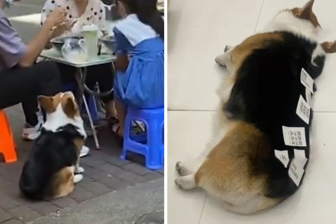 The dog’s owner says people like feeding her corgi, but she has now noticed the pet is getting too fat. Photo: SCMP composite