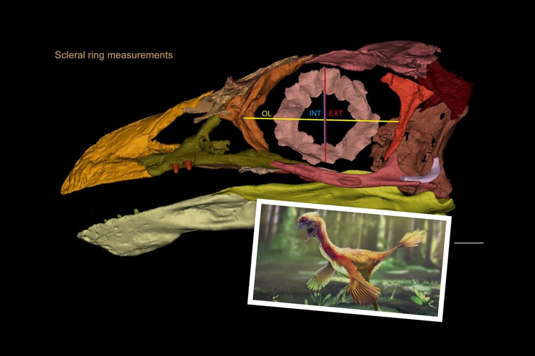 A reconstruction of a Jeholornis fossil and an artistic rendition of the bird. Photo: SCMP composite