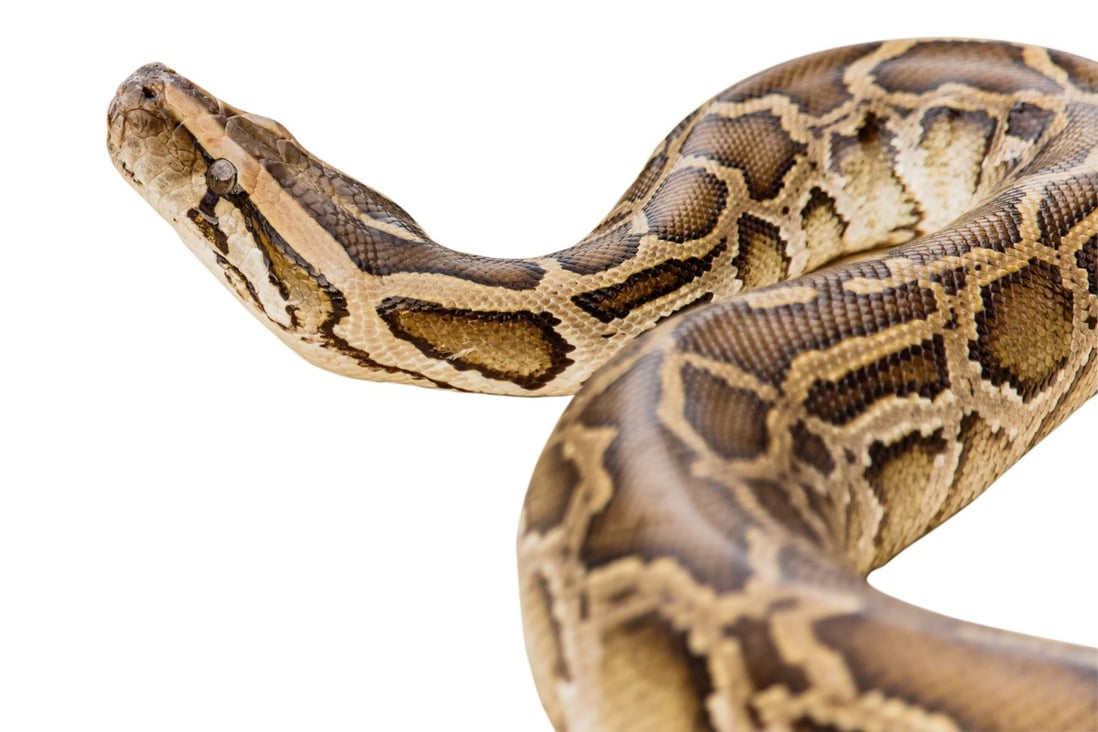Reticulated pythons are the longest snakes in the world. Photo: Shutterstock