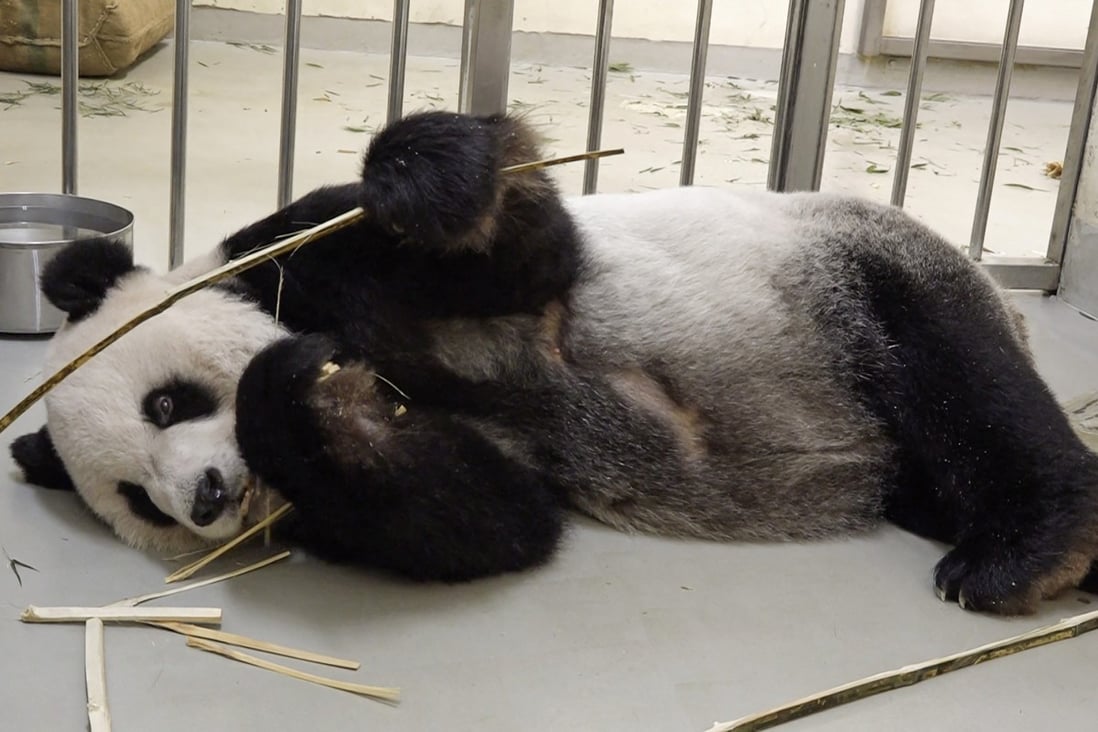 Panda Brain Exploding Taiwan invites experts from mainland China to visit dying panda Tuan ...