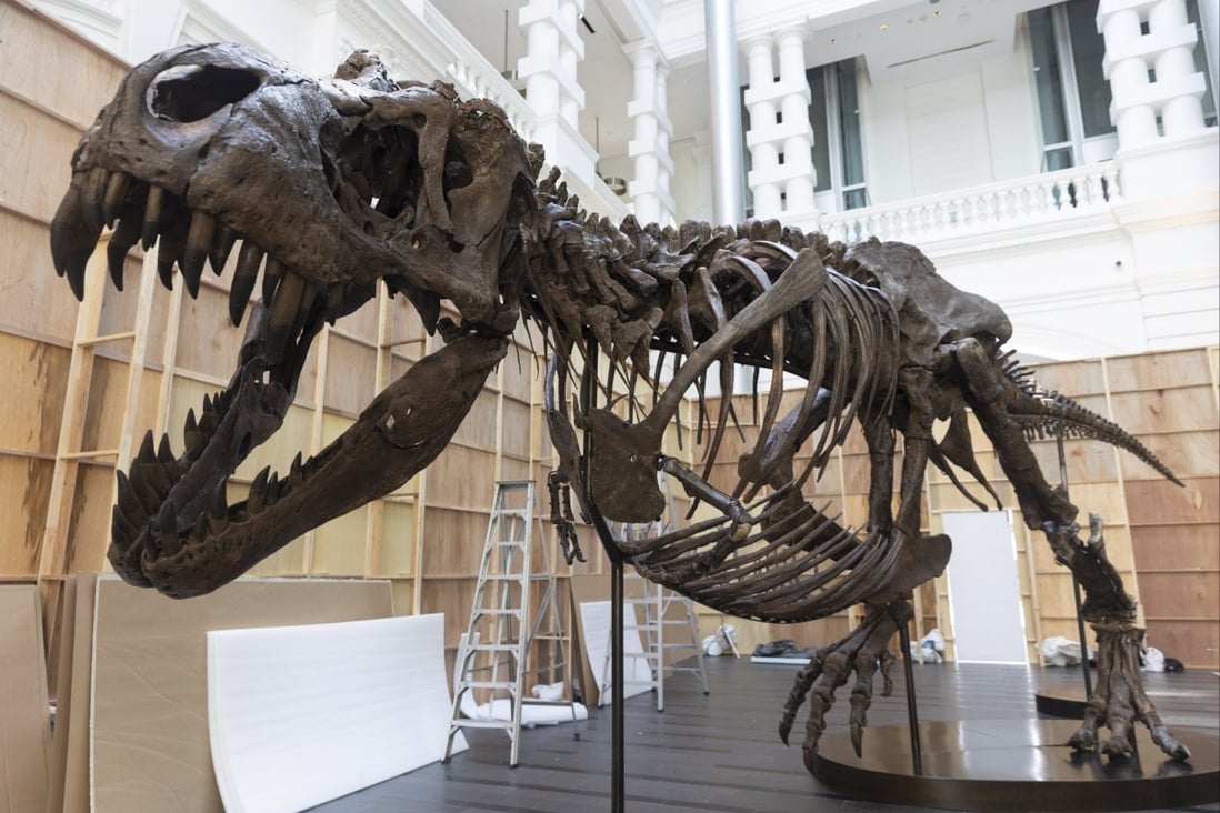 T rex Skeleton In Singapore Is A First For Asia But Experts Have Got A t-rex-skeleton-in-singapore-is-a-first-for-asia-but-experts-have-got-a