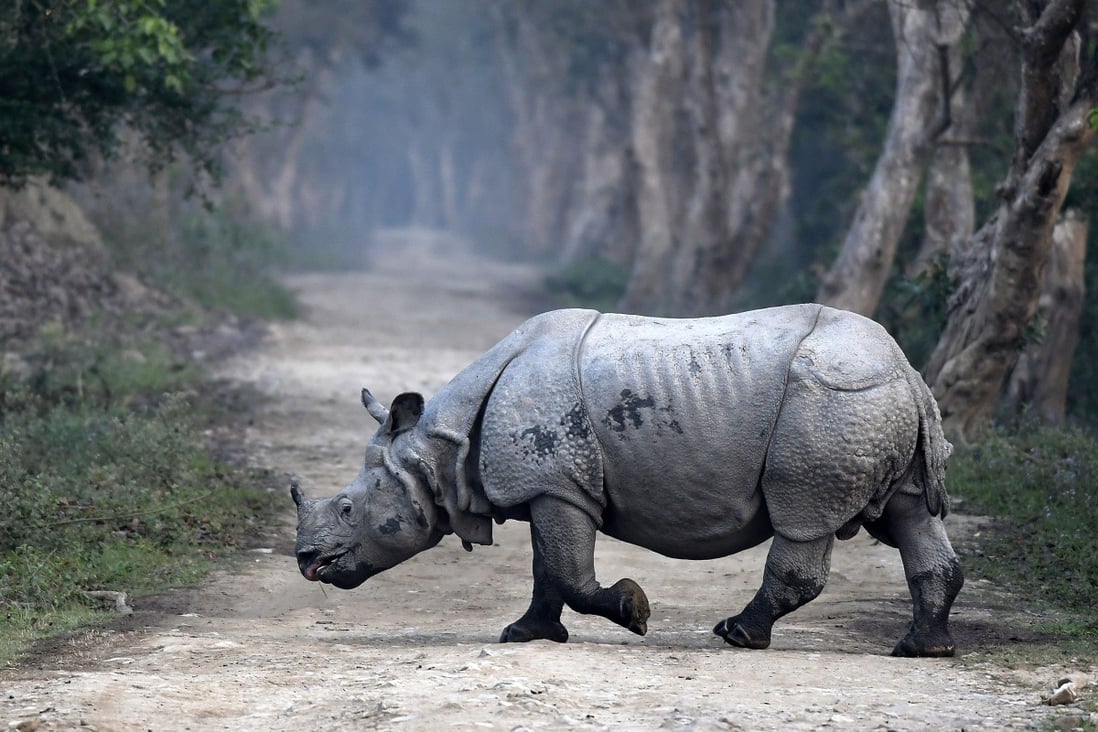 Only 27,000 rhinos remain in the wild, according to the WWF. Photo: EPA-EFE