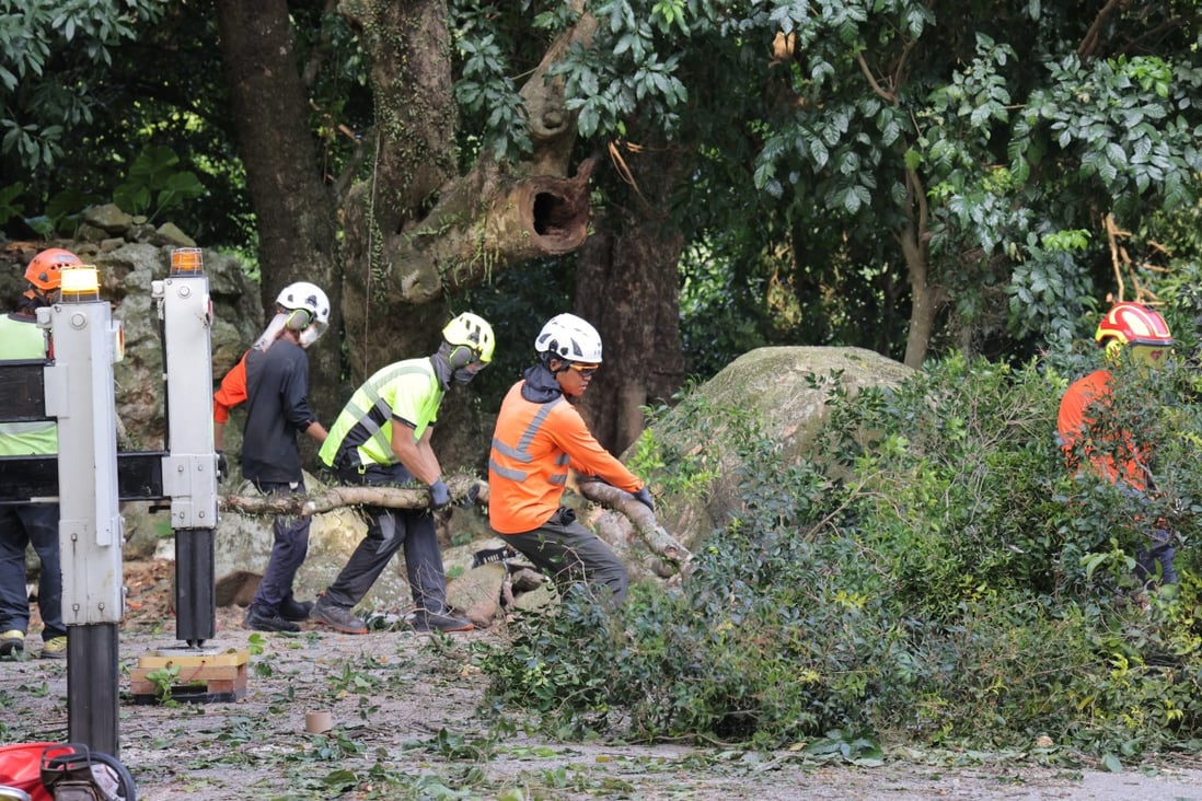 Tree Management Officers saw down high-risk trees at Ng Tung Chai village in Tai Po on Saturday. Photo: Jelly Tse