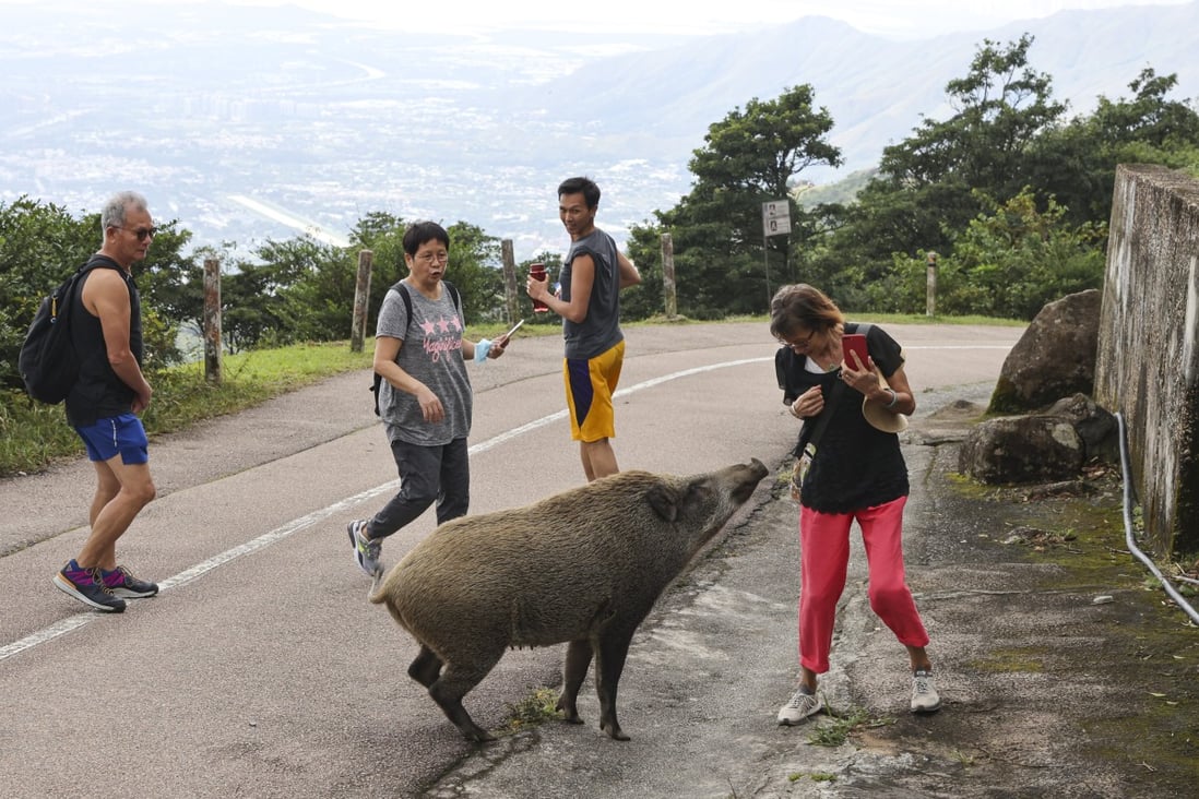 Hong Kong akan memperkenalkan larangan di seluruh kota untuk memberi makan hewan liar sebagai langkah yang bertujuan untuk mengatasi masalah babi hutan