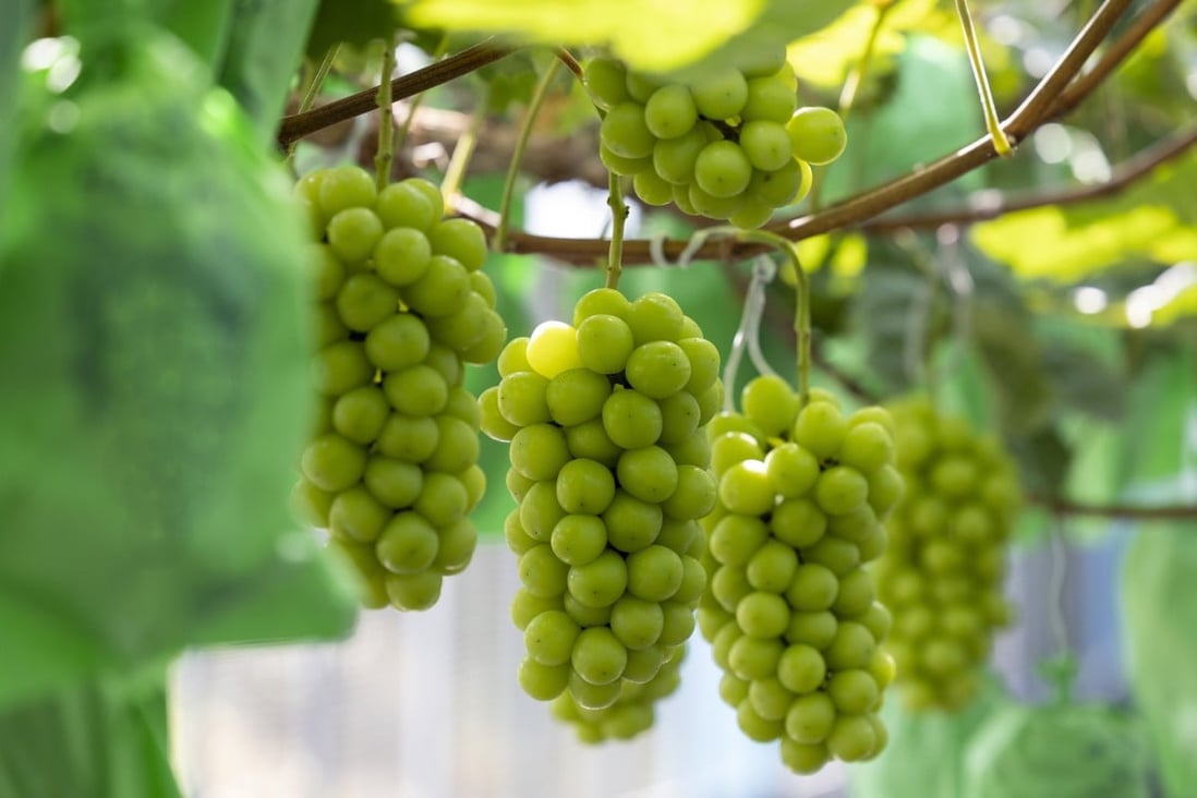 Japan’s Muscat Shine grape is an expensive variety that is popular in Hong Kong, but cheaper versions from Korea and Chinese are gaining ground. Photo: Getty Images