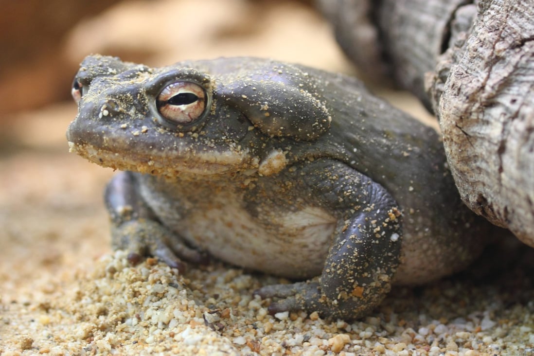 Sonoran Desert toads are among the largest in North America, at nearly 18cm long. Photo: Shutterstock