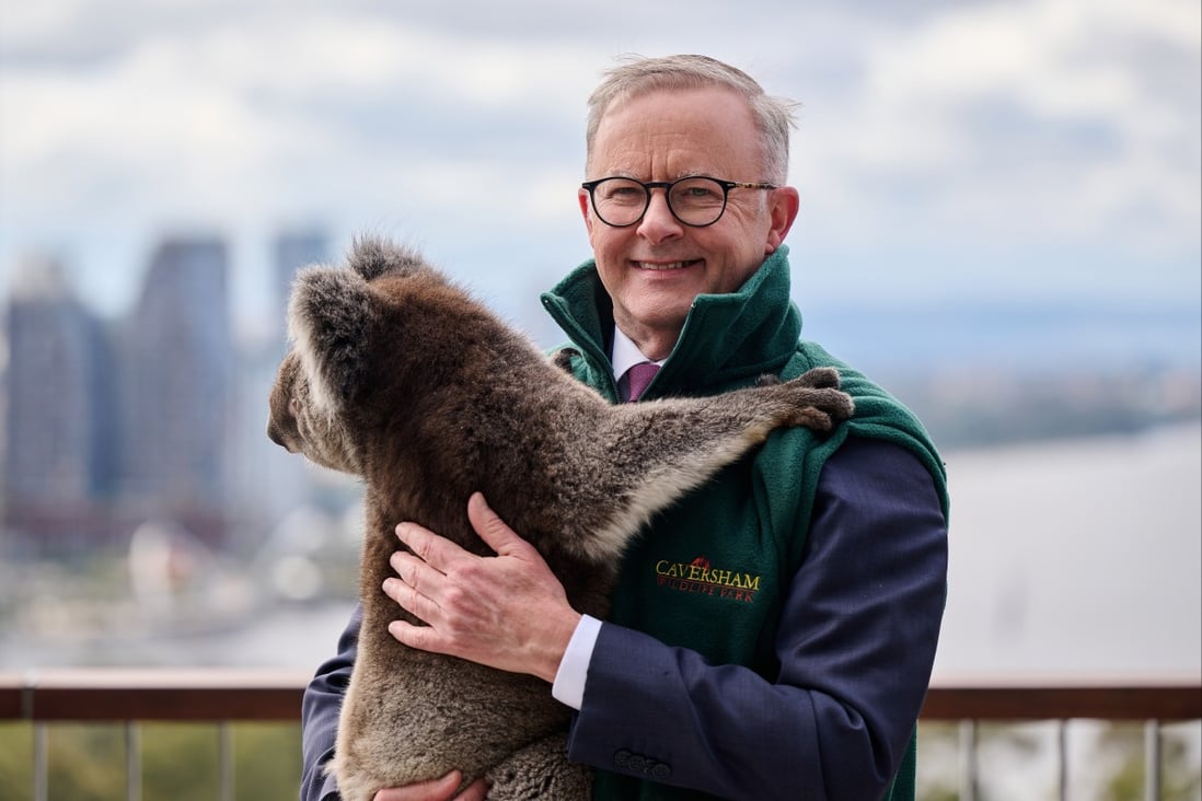 Australia’s Prime Minister Anthony Albanese holds a koala last month during a visit to the country by his Japanese counterpart. Photo: EPA-EFE