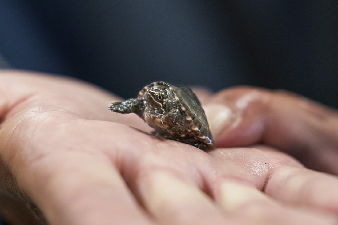 A musk turtle in quarantine after it was confiscated in a wildlife investigation. Photo: AP