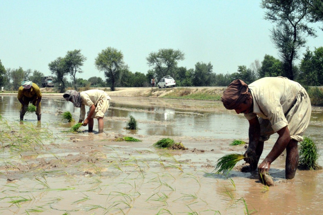 Agriculture remains the backbone of Pakistan’s economy, accounting for 75 per cent of its exports. Photo: EPA-EFE