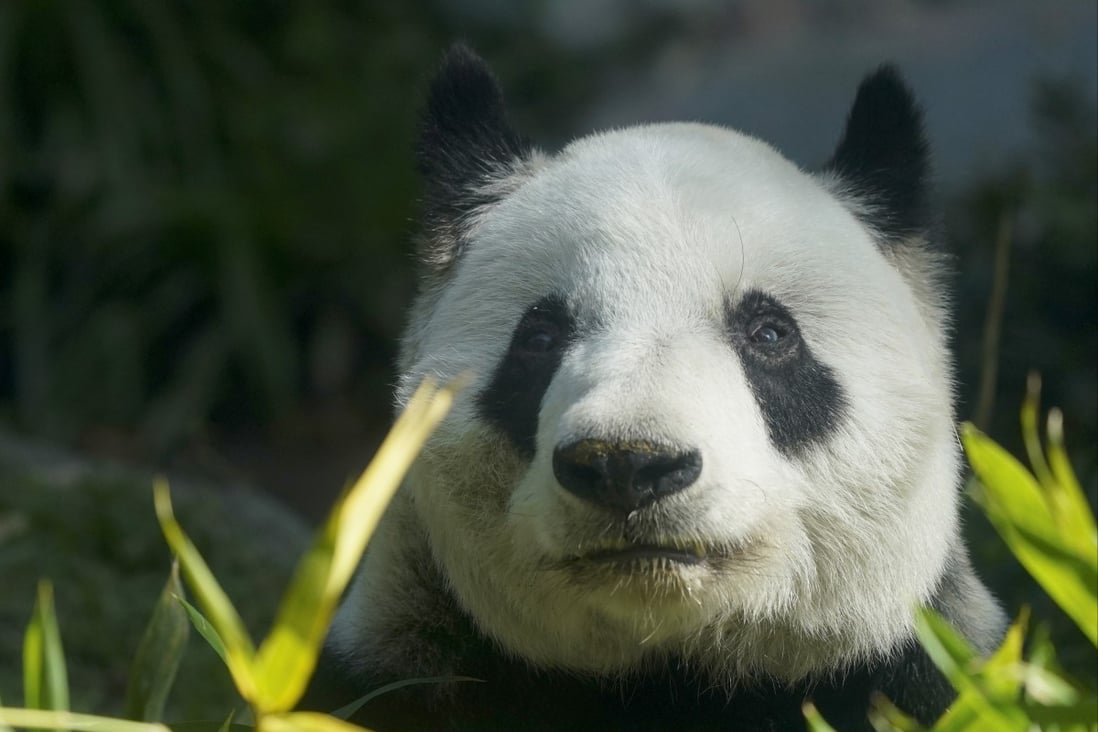 Xin Xin, the last giant panda in Latin America, sits inside her enclosure at the Chapultepec Zoo, in Mexico City. Photo: AP