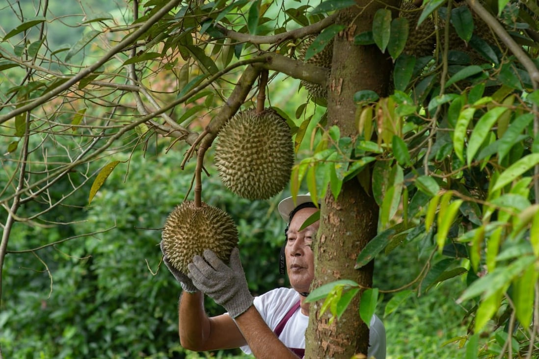 Farmer and musang king durian tree in orchard. Photo: Shutterstock