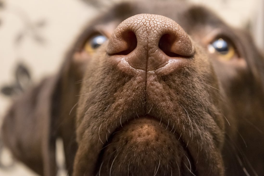 A dog’s nose is thousands of times more sensitive than a human’s, and new research shows they can smell stress in our breath and sweat. Photo: Shutterstock 