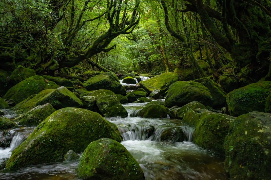 Reserved Forests Examples 7 of the world’s best forest reserves to visit, from Germany’s Black ...