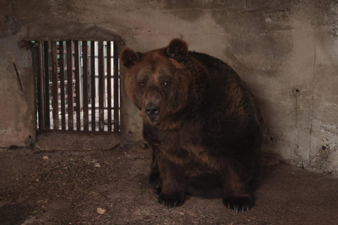 Mark, caged at a restaurant in Albania, has been rescued by an international animal welfare organisation and taken to a sanctuary in Austria. Photo: AP