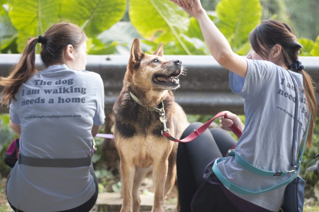 Looking to give back this Christmas? Consider volunteering for Hong Kong Dog Rescue’s dog walking programme. Photo: Hong Kong Dog Rescue