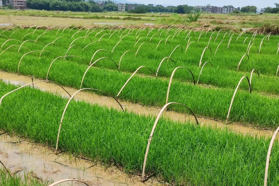 Why small Chinese farmers are warming to this new variety of rice ...