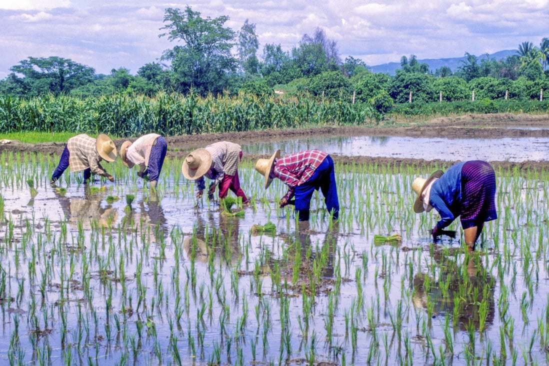 Farmers plant rice in a paddy in Thailand in this undated photo. As the world is realising the scale of our agrifood system challenges, research is being conducted around the world on enhancing traditional systems such as those where different crop species are grown together or where fish are farmed along with food crops. Photo: Ron Emmons