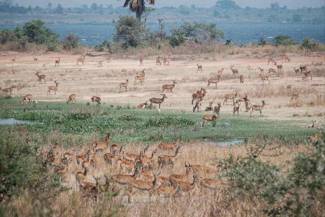 Antelopes graze at the Murchison Falls National Park in northwest Uganda on January 25, 2020. Many Ugandans oppose the plan to drill about 140 oil wells in the park. Photo: AFP