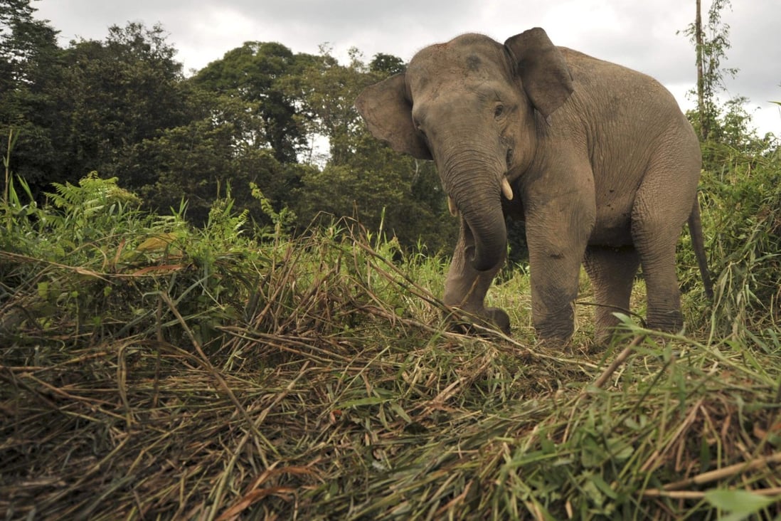 Pygmy elephants are an endangered species. Photo: Reuters