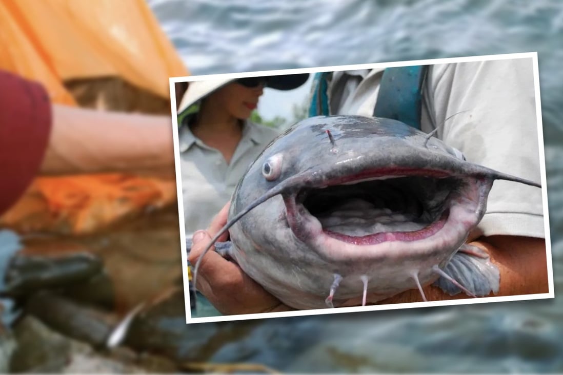 Woman in China faces court after dumping 12.5 tonnes of catfish into ...