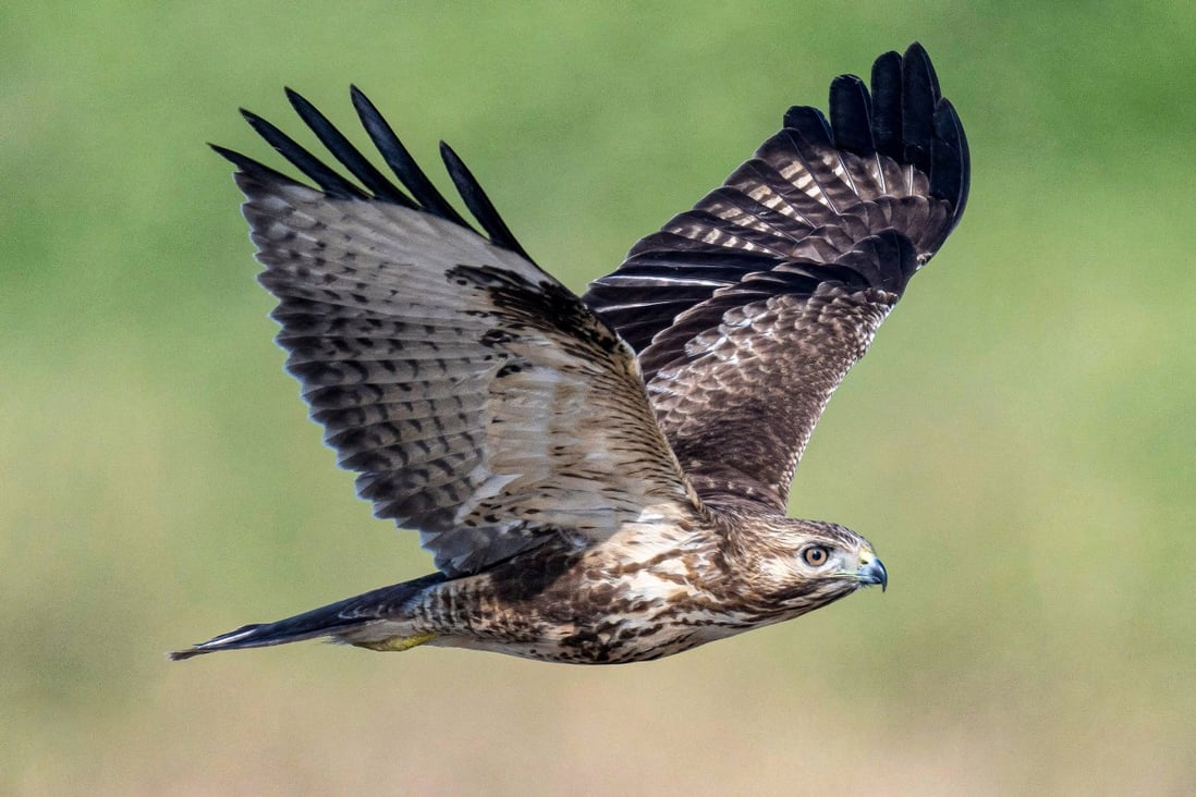 The eastern buzzard is among 35 species of raptors documented in Hong Kong. Photo: Handout