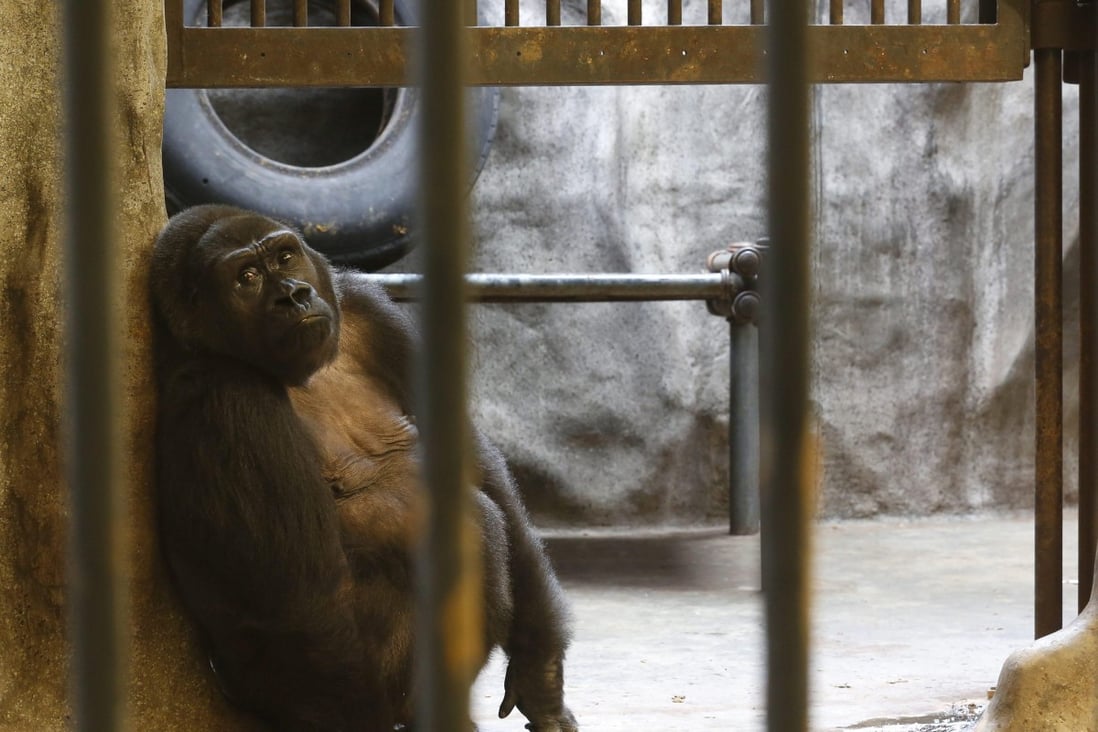 Bua Noi (Little Lotus) sits and stares from behind the bars and glass cage at Pata Zoo, situated on the top floor of a shopping centre in Bangkok. Photo: EPA