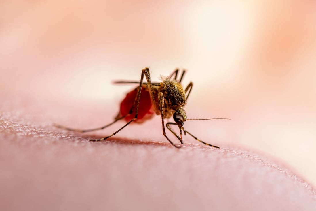 Chinas Forschung mit Insekten könnte zur Verwendung von Moskitos als Plattform für Biowaffen führen