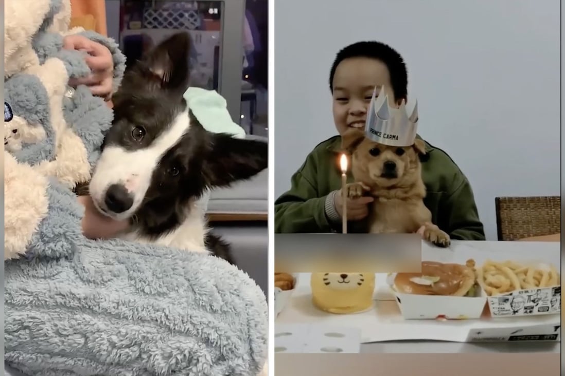 Quirky China explores the bond between humans and their pets such as a dog feeling it’s owners fetus move and a boy holding a birthday party for his puppy. Photo: SCMP composite/handout