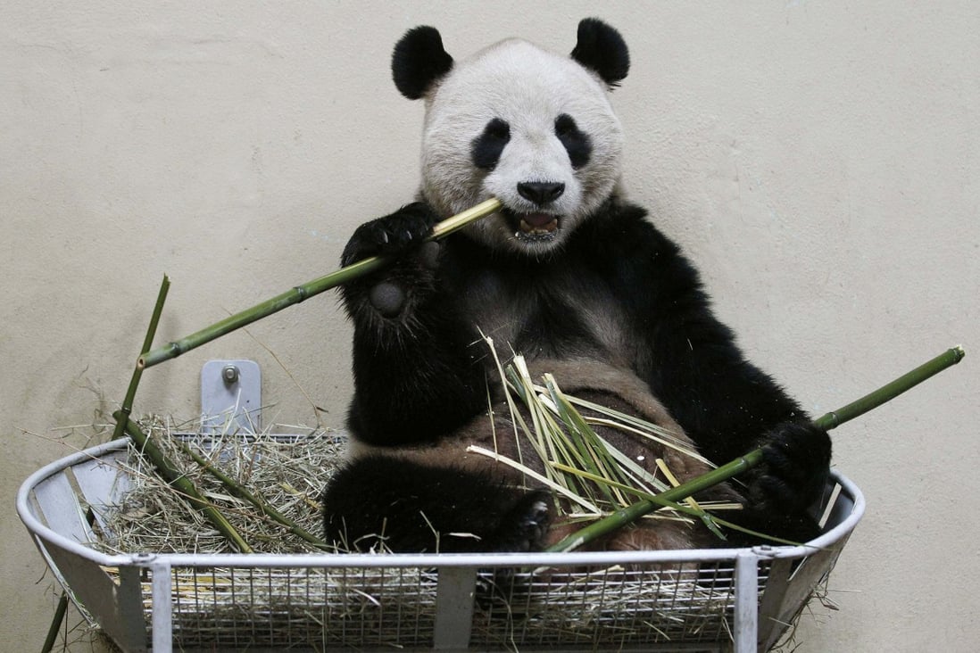 Yang Guang, the male giant panda, inside his enclosure at Edinburgh Zoo in Scotland. Photo: Reuters