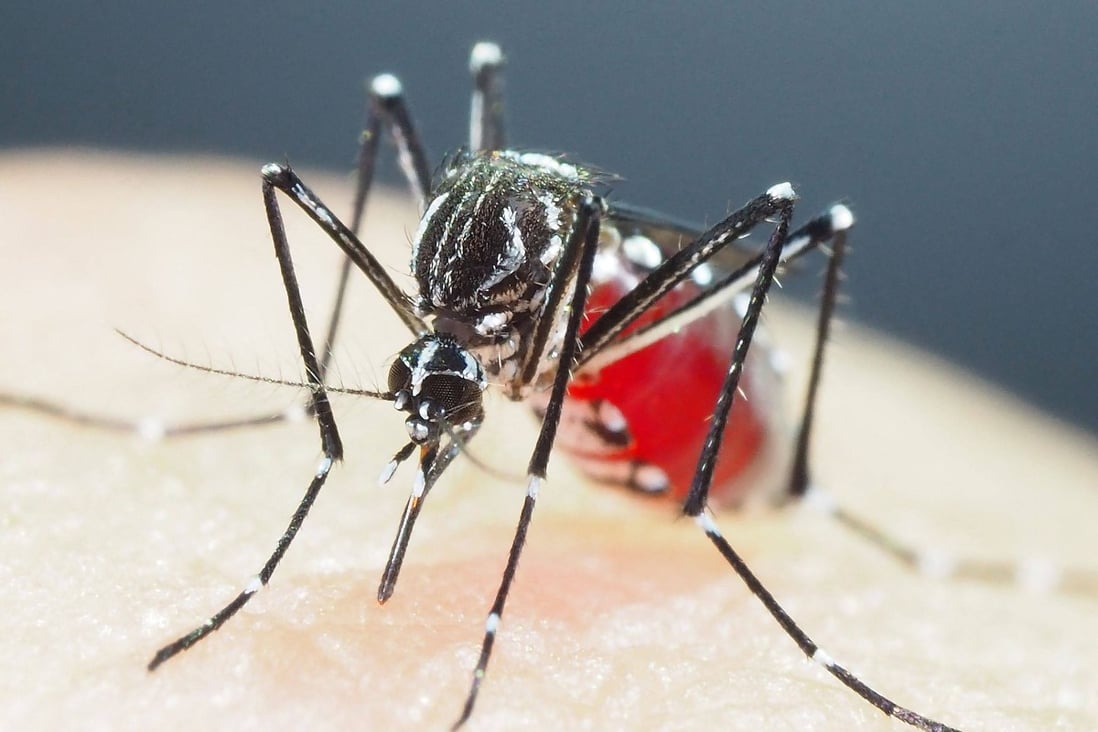 An “Aedes aegypti” mosquito pictured at the Department of Medical Entomology at the National Institute of Infectious Diseases in Tokyo. Photo: Shinji Kasai via AFP
