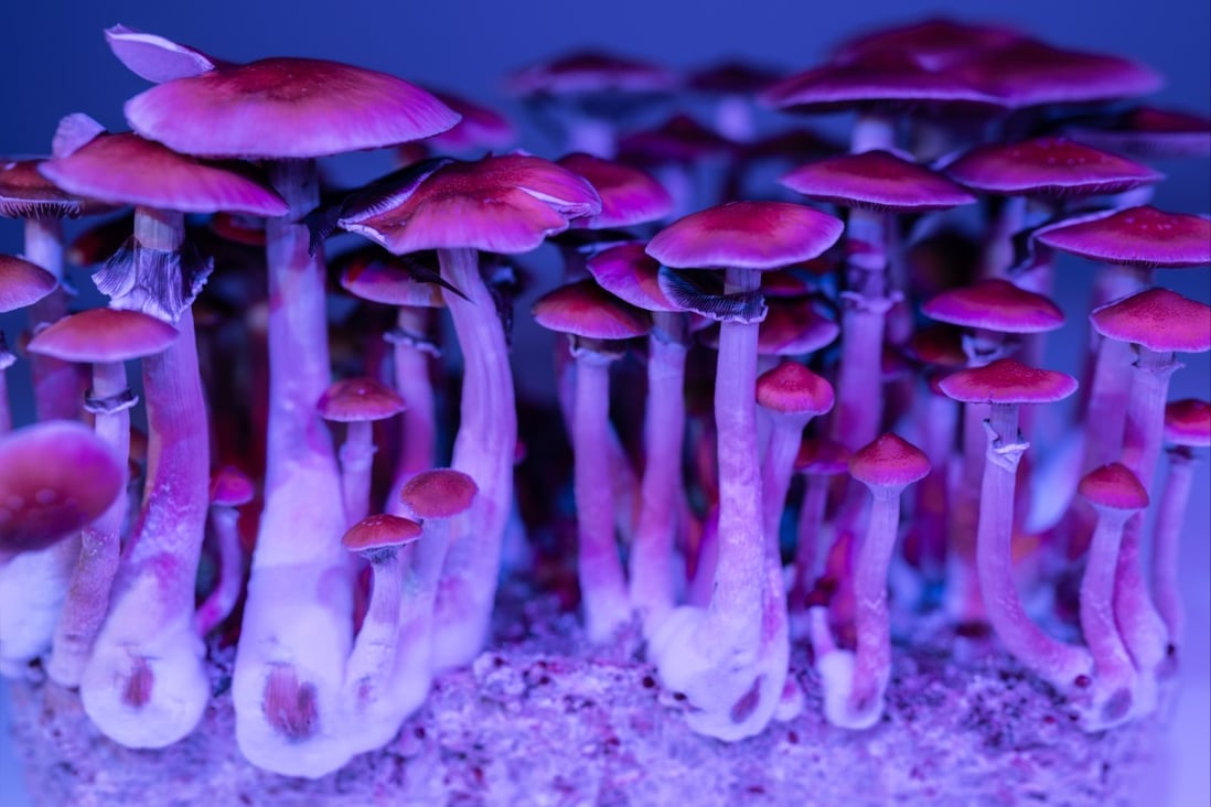 A compound in magic mushrooms (above), psilocybin, is being studied for its therapeutic benefits, and has been shown to help addicts and people with alcohol problems when used in clinical settings. Photo: Shutterstock