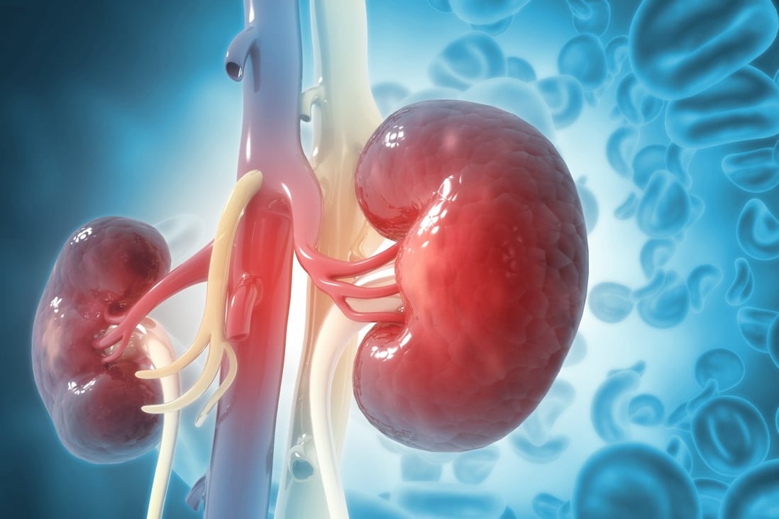 Kidneys produce vitamin D, regulate blood pressure, stimulate red blood cell production and much more. Photo: Shutterstock