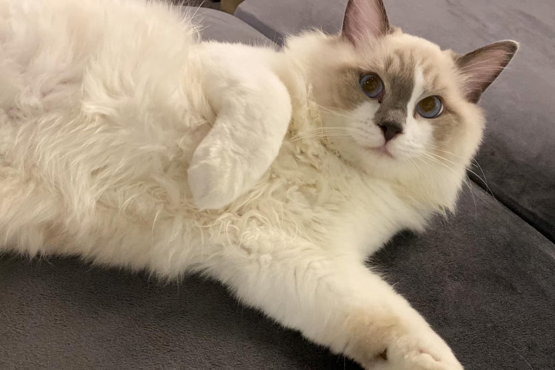 An eight-month-old ragdoll cat was returned safe after it was stolen from a party room in Mong Kok. Photo: Handout