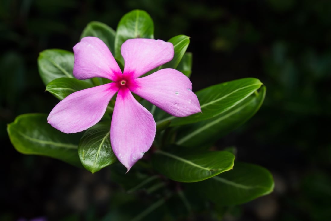 A team of researchers in China is working to synthesise a powerful cancer treatment extracted from the leaves of Catharanthus roseus, commonly known as the Madagascar periwinkle. Photo: Shutterstock